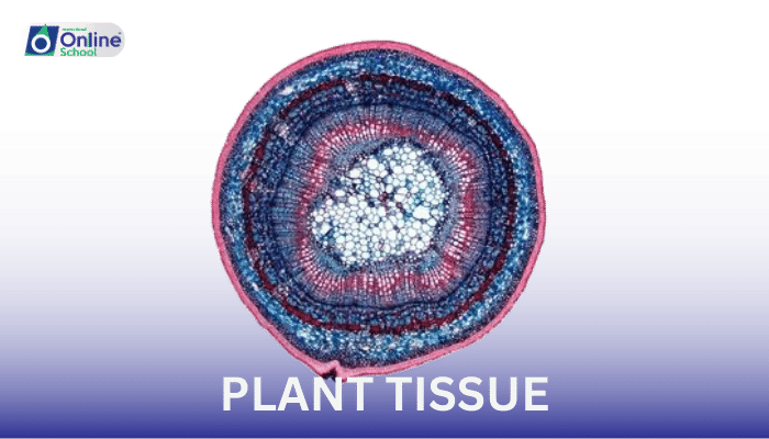 Lesson 24: The Architectural Wonders of Plant Tissues